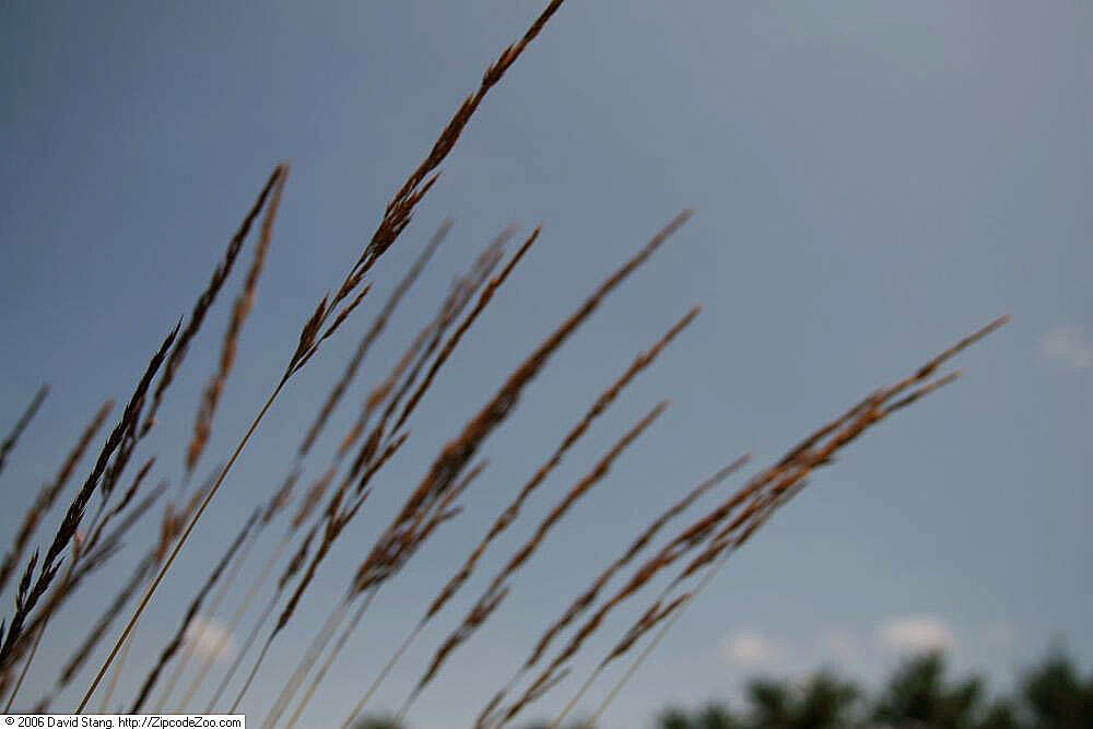 Image of feather reed grass