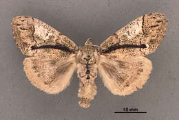 Imagem de Dasychira meridionalis Barnes & McDunnough 1913