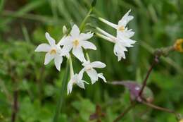 Image of paperwhite narcissus