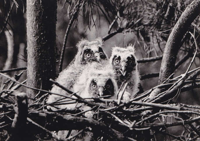 Image of Long-eared Owl