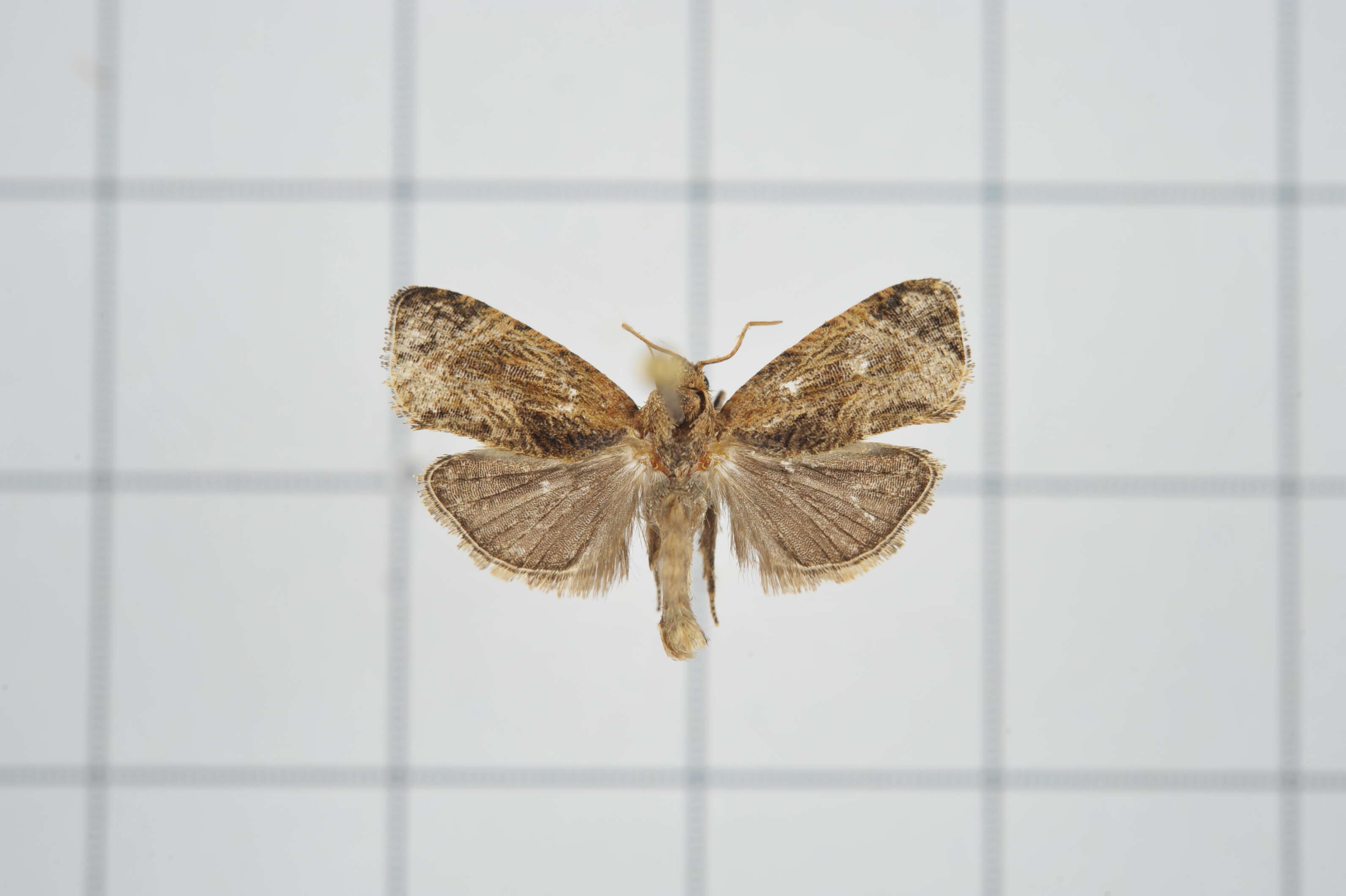 Image of Cryptophlebia repletana Walker 1863