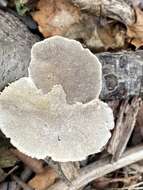 Image of Trametes hirsuta (Wulfen) Lloyd 1924