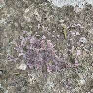 Image of wart lichen