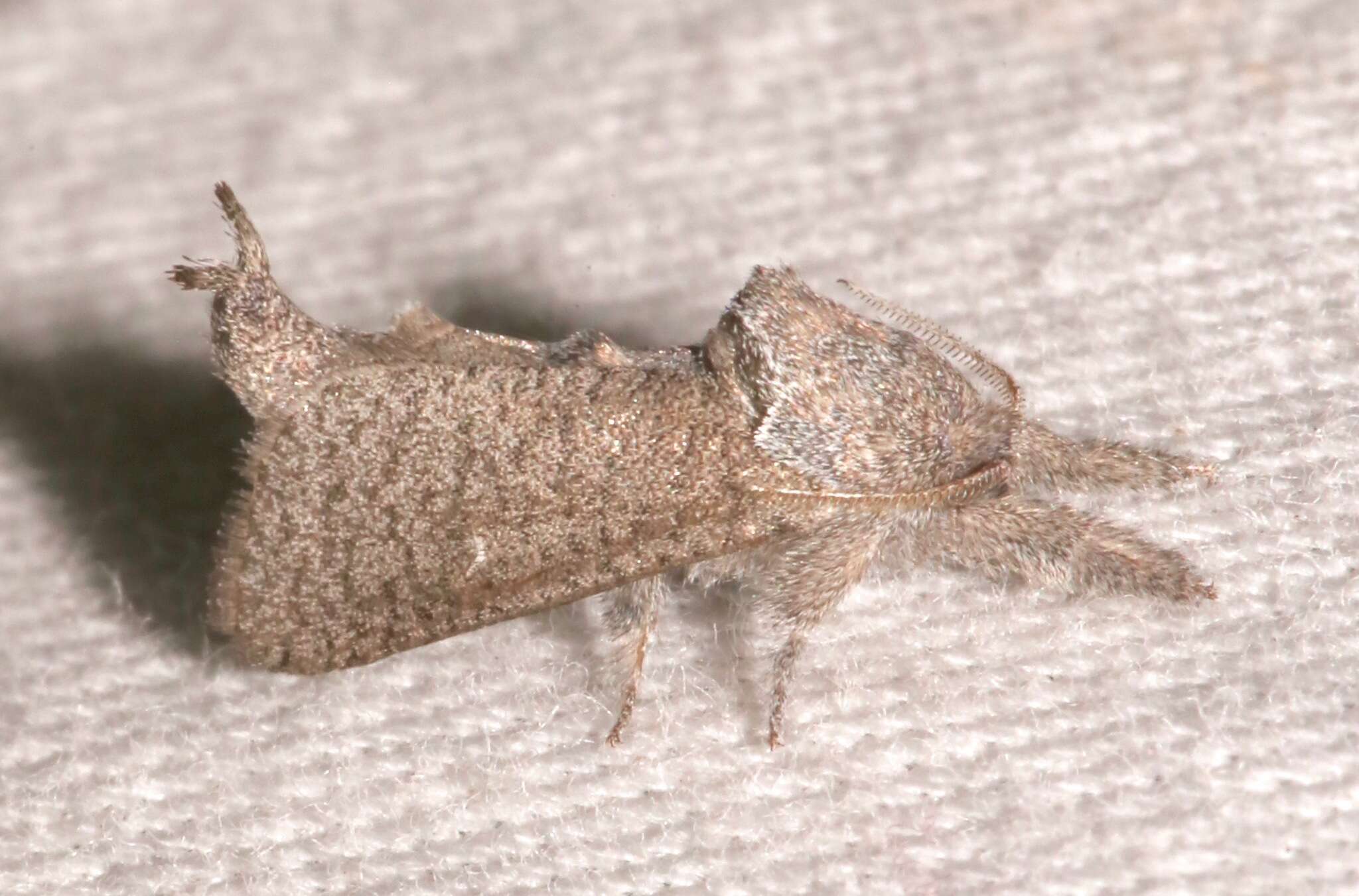 Image of Pine Carpenterworm Moth