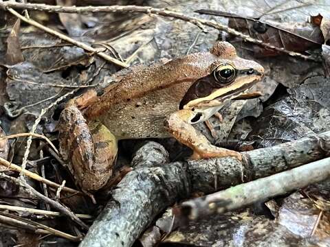 Lithobates sylvaticus (Le Conte 1825) resmi