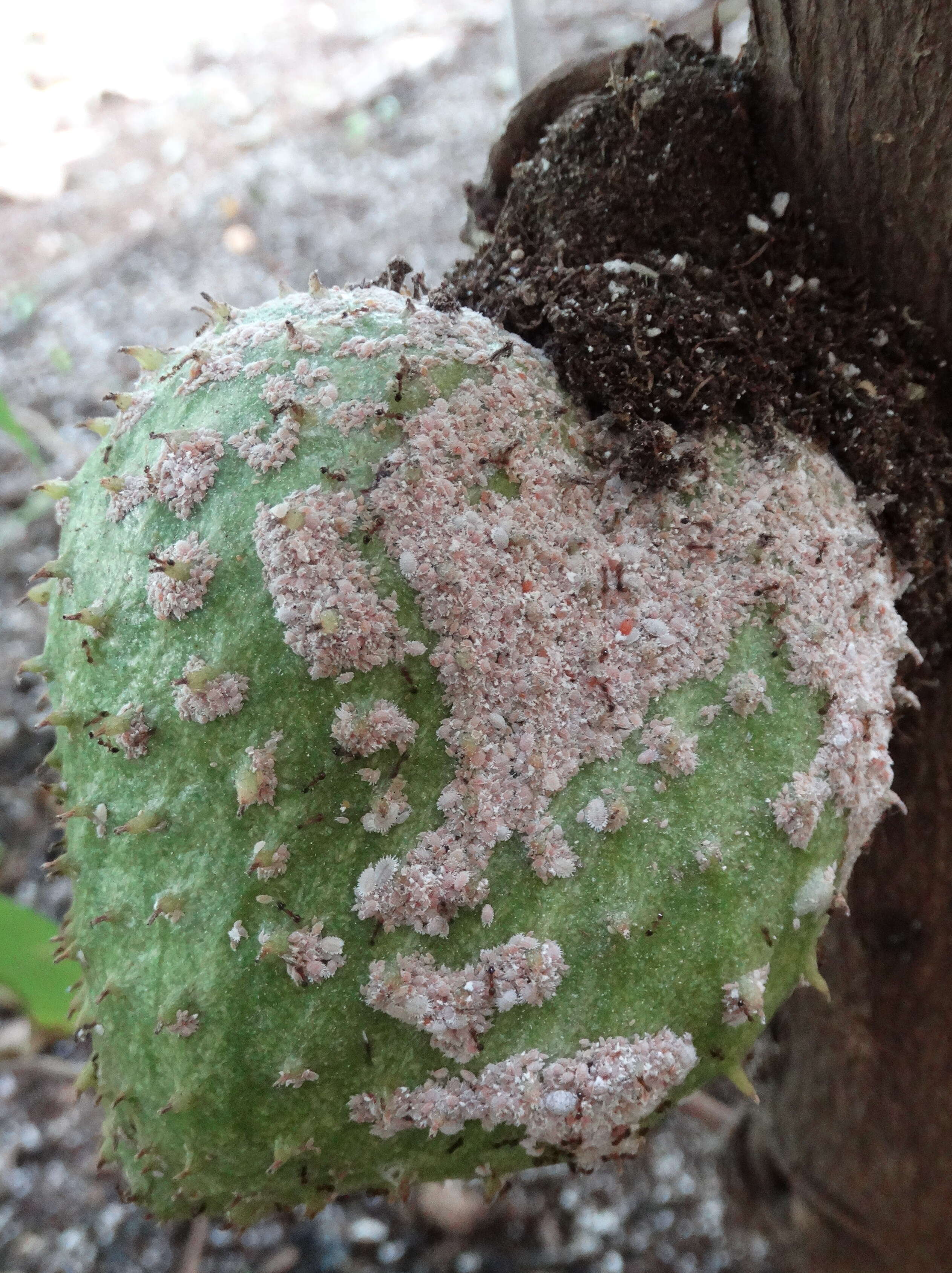 Image of soursop