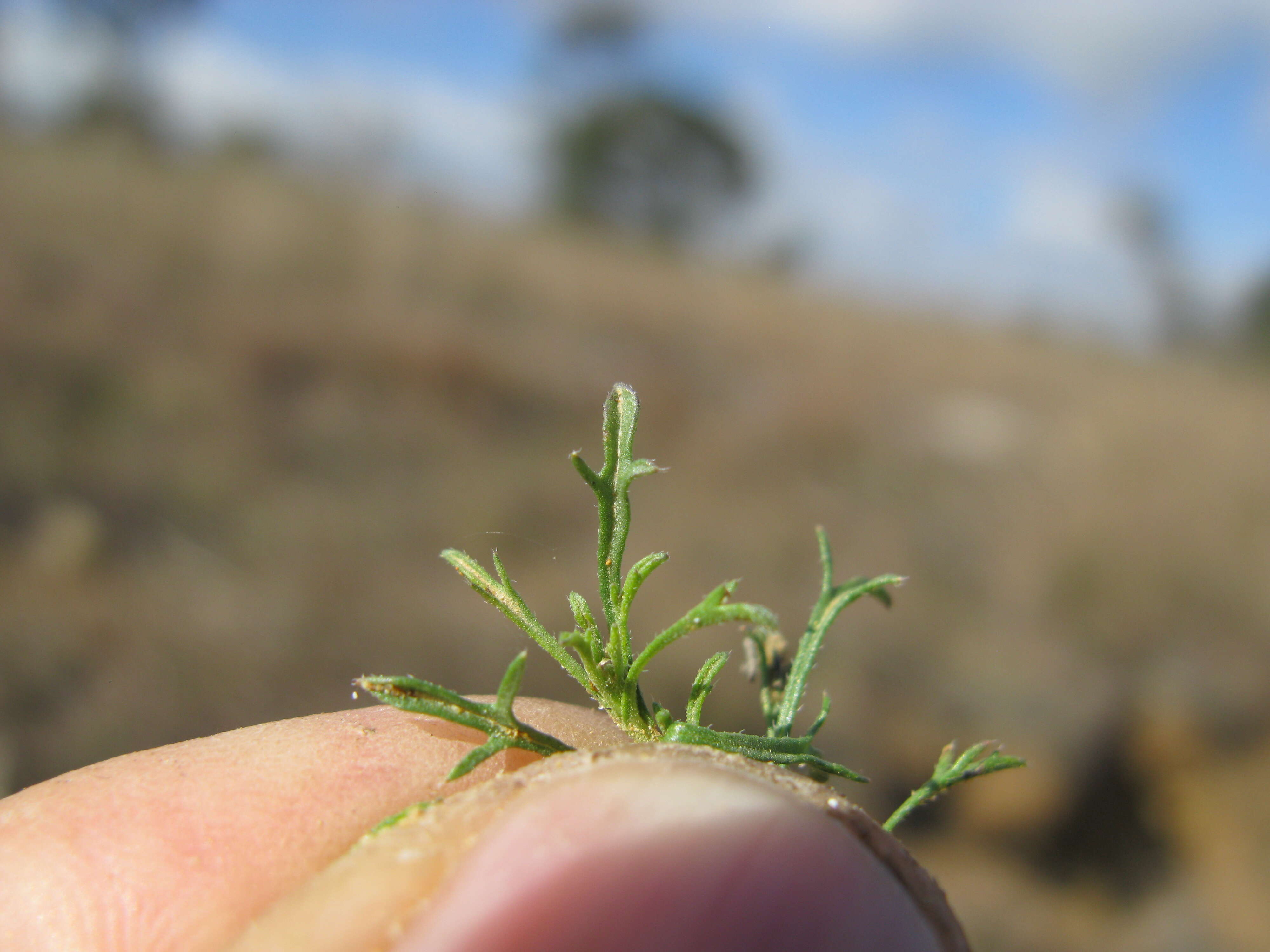 Image of Vittadinia muelleri N. T. Burbidge