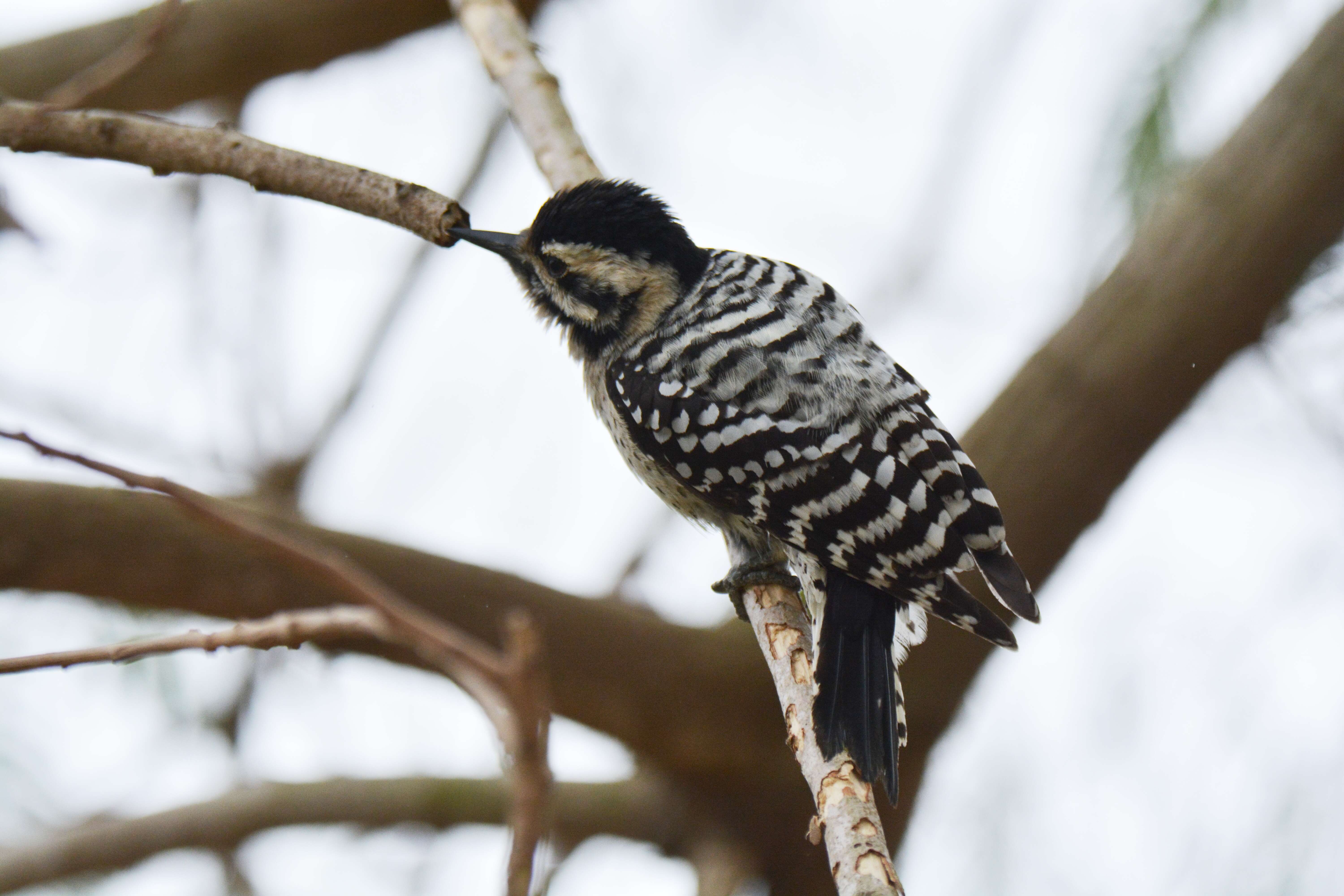 Image of Ladder-backed Woodpecker