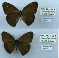 Imagem de Euptychia gisella Hayward 1957