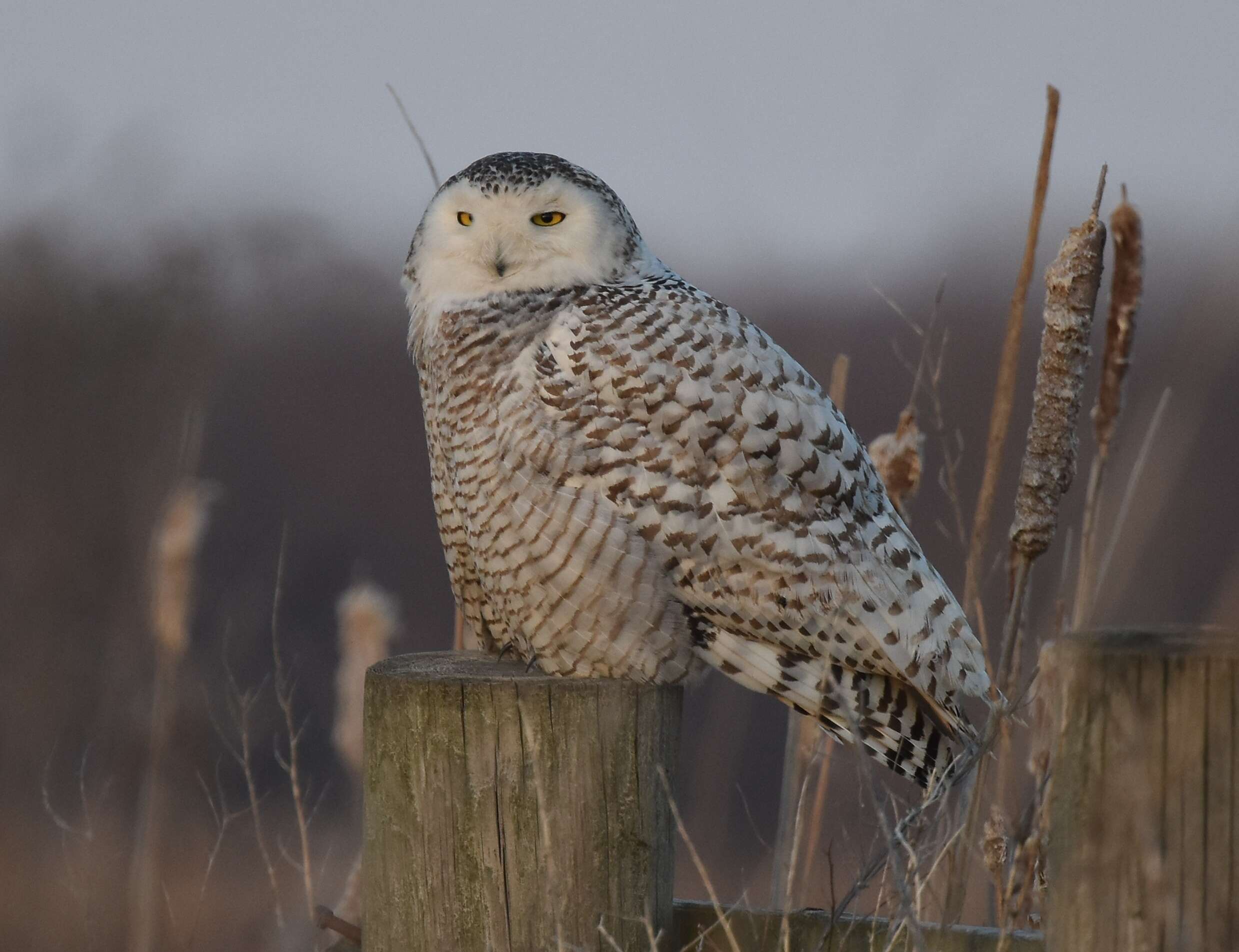 Image of Snowy Owl