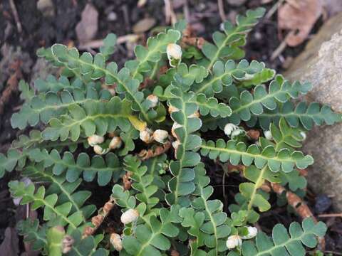 Plancia ëd Asplenium ceterach L.