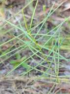 Image of Carolina milkweed