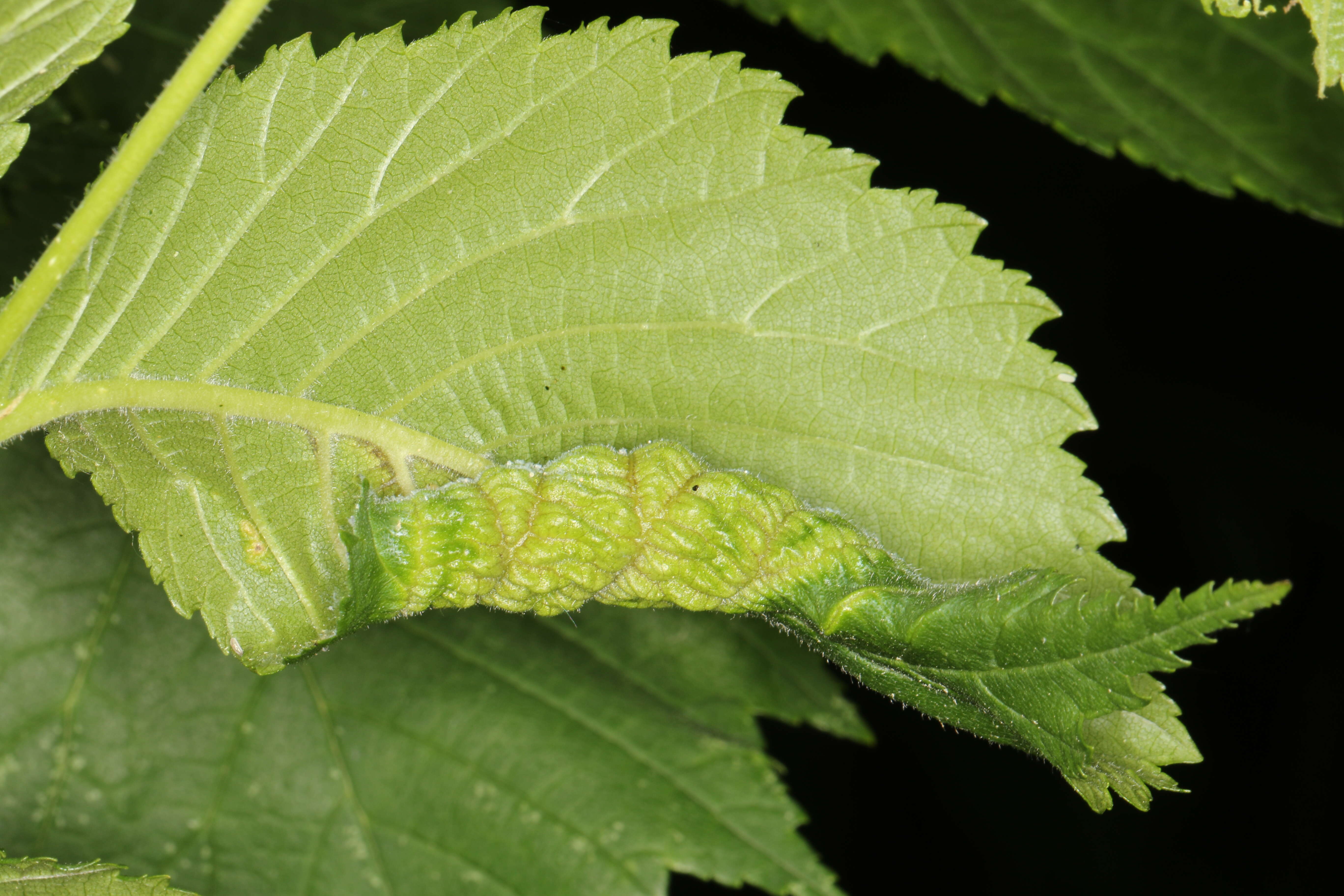 Image of Woolly aphids