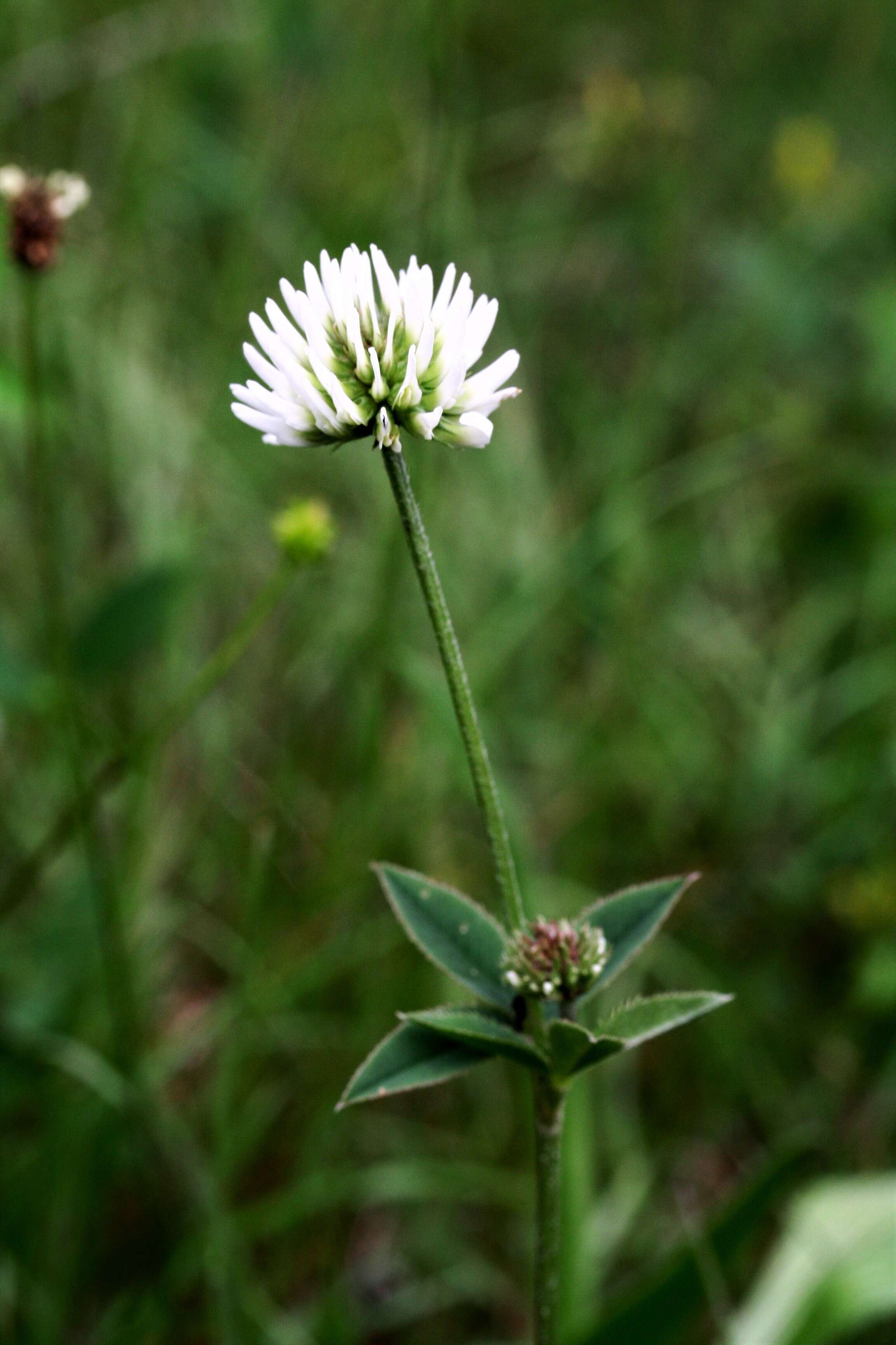 Imagem de Trifolium montanum L.