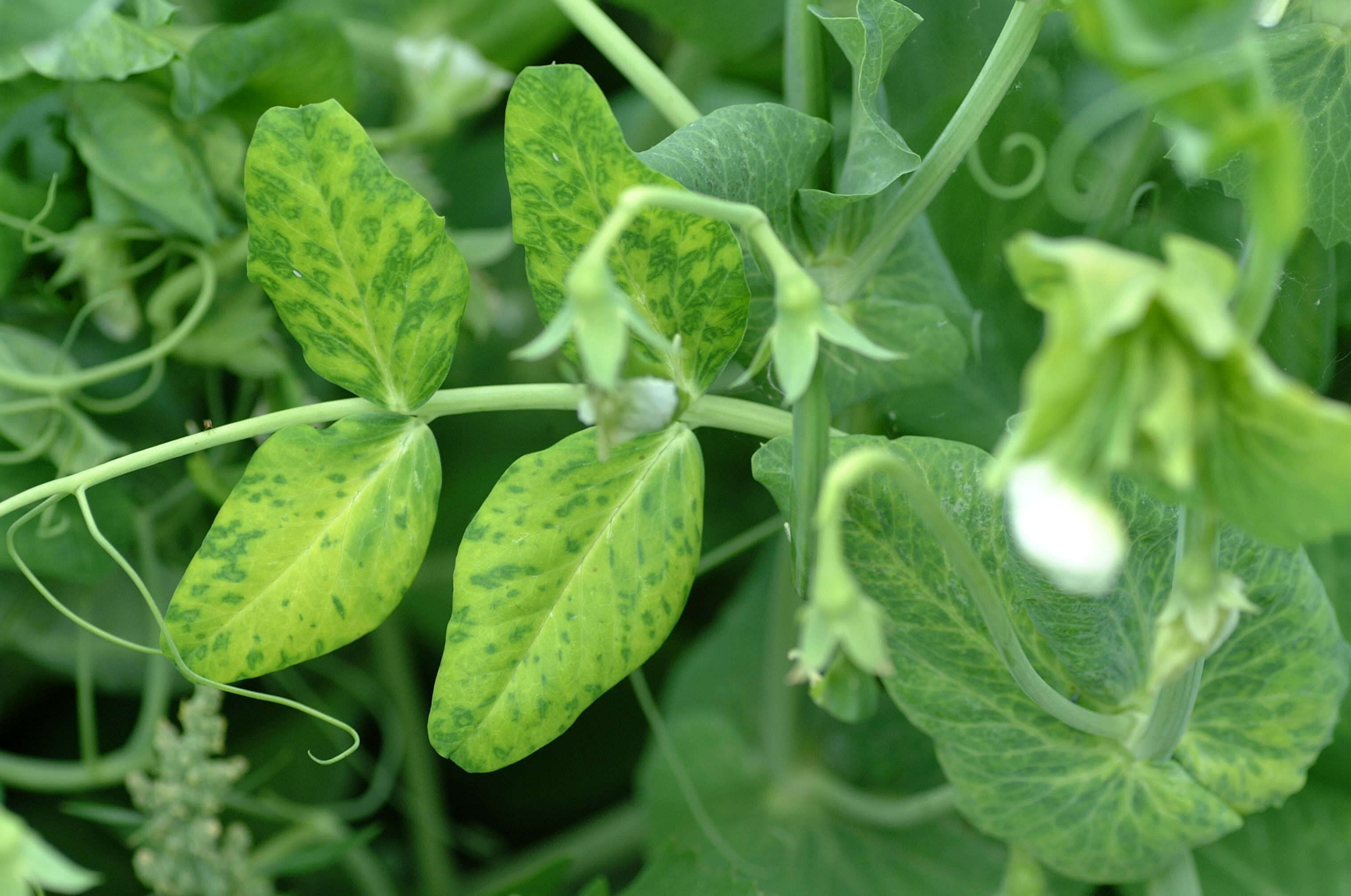 Image of Pisum sativum var. macrocarpum