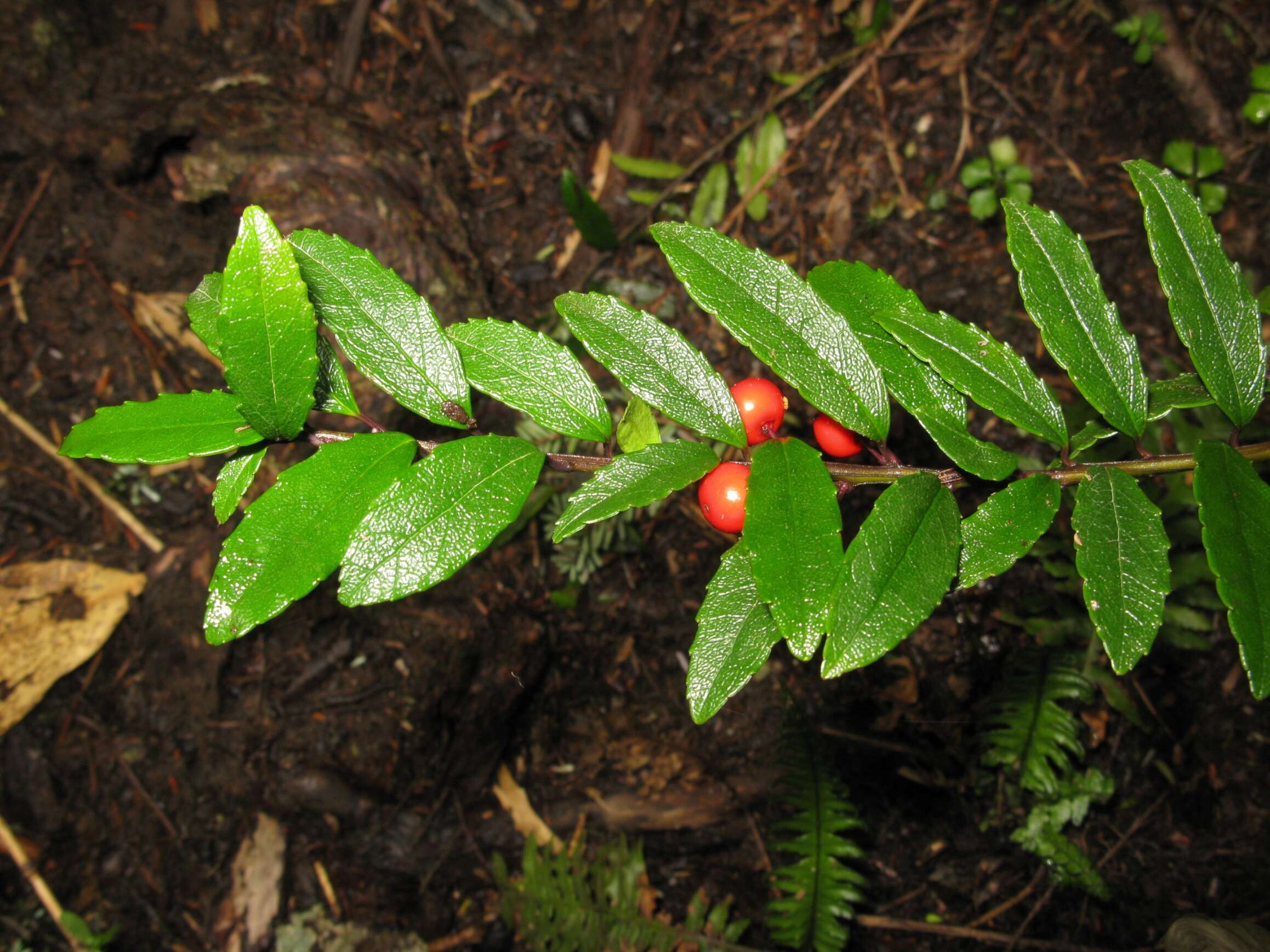 Image of Ilex rugosa F. Schmidt