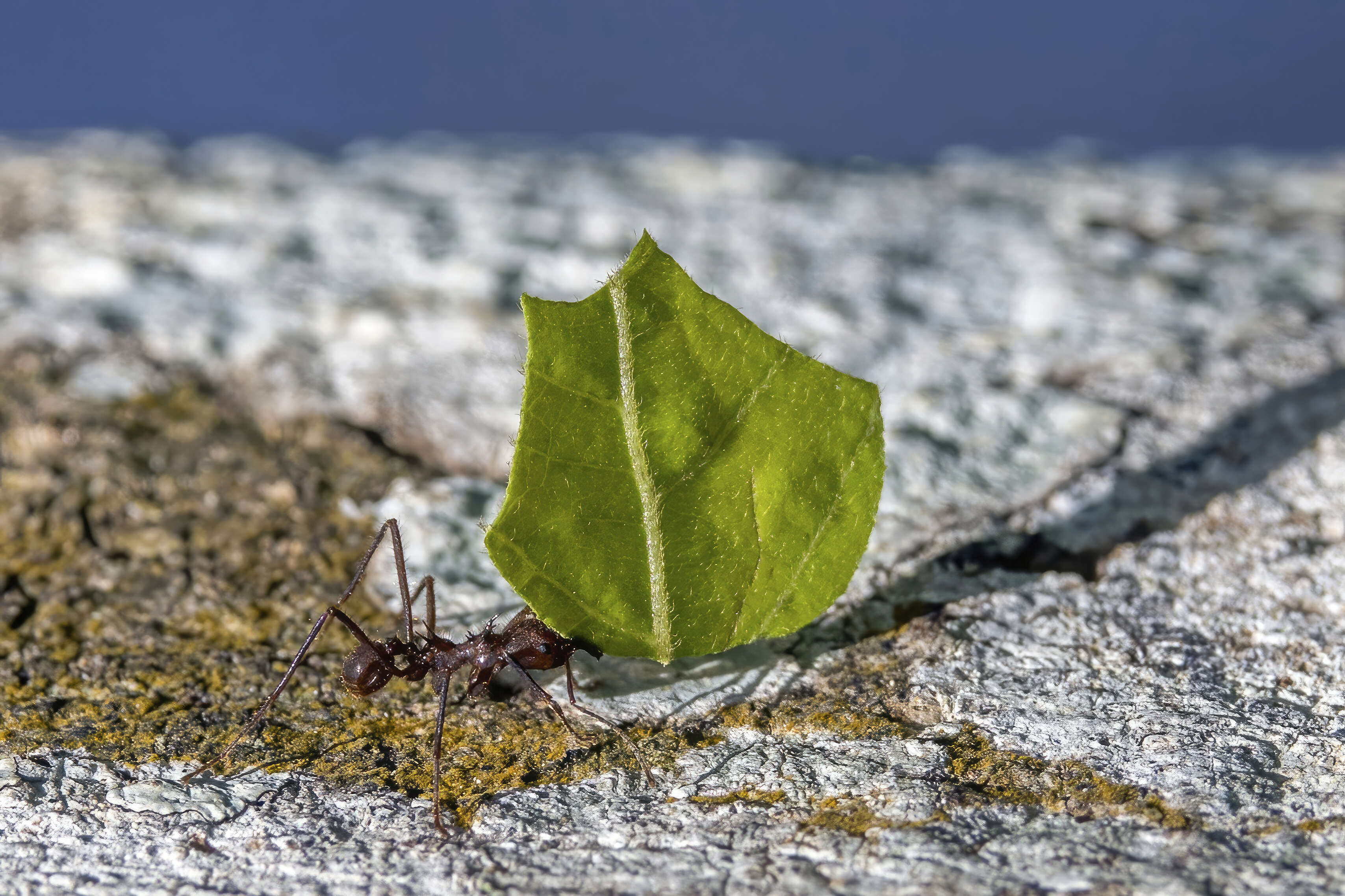 Image of Leaf-cutter ant