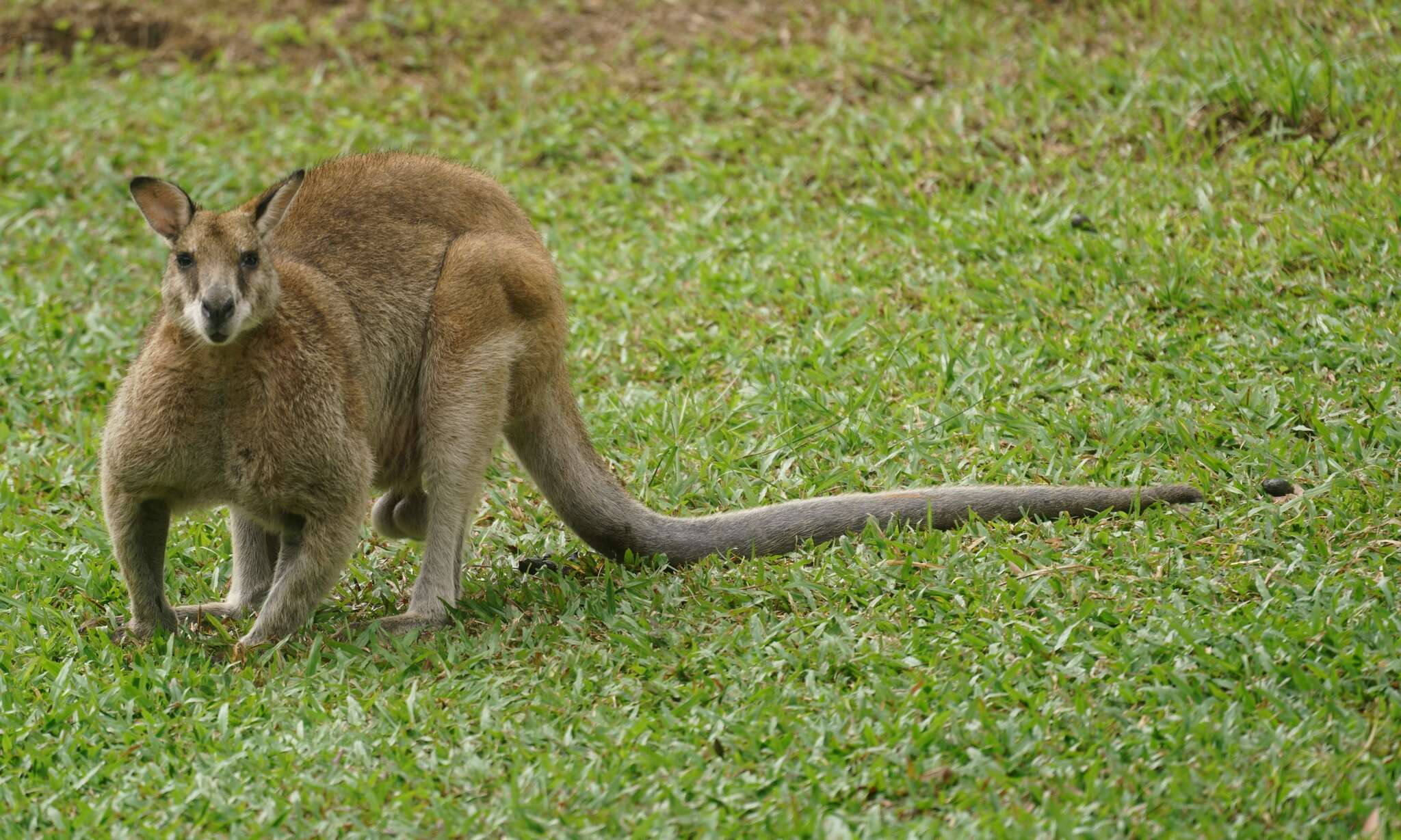 Image of Agile Wallaby