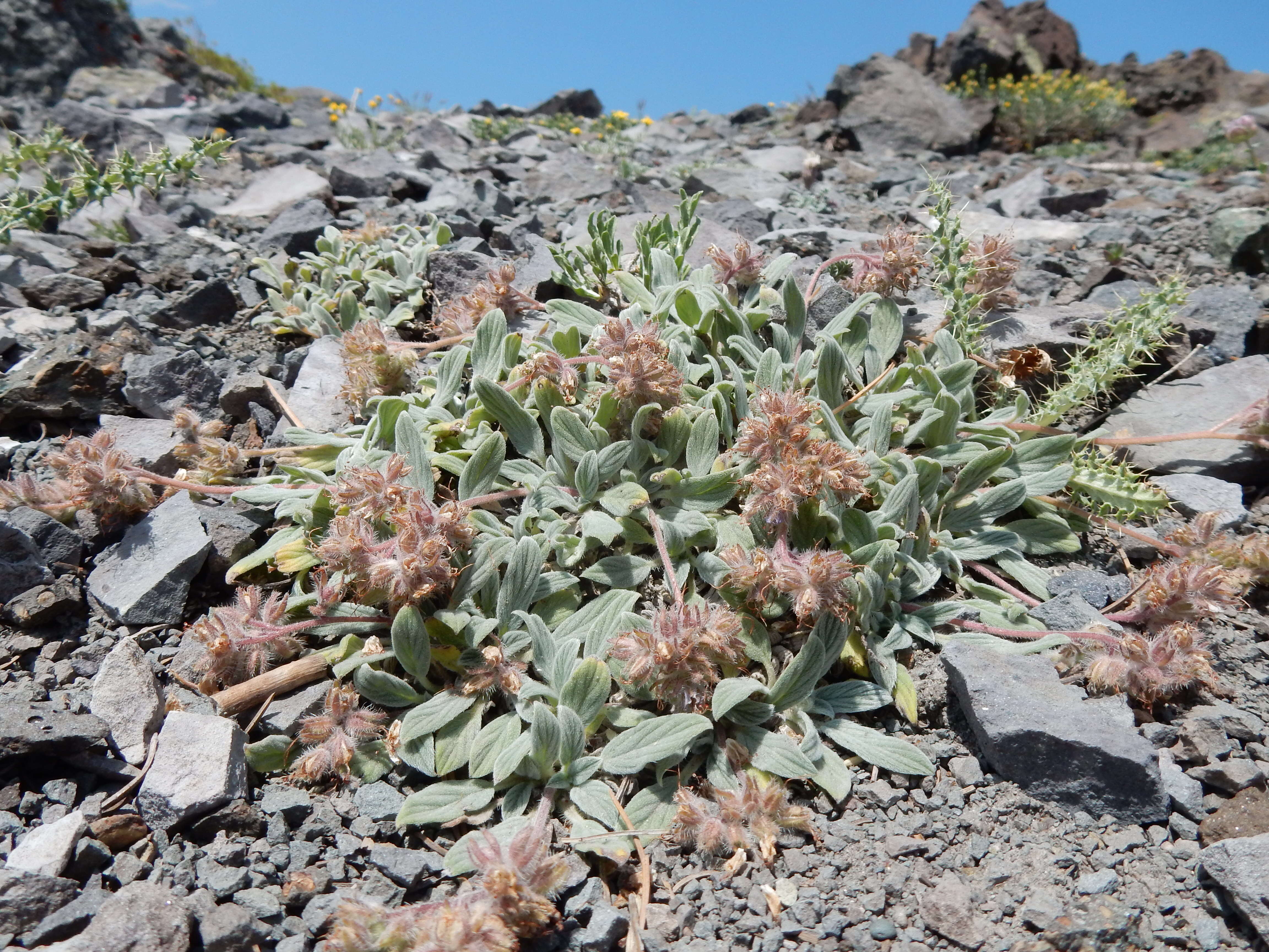 Image of silverleaf phacelia