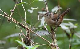 Image of Marsh Wren