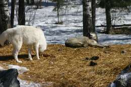 Imagem de Lobo