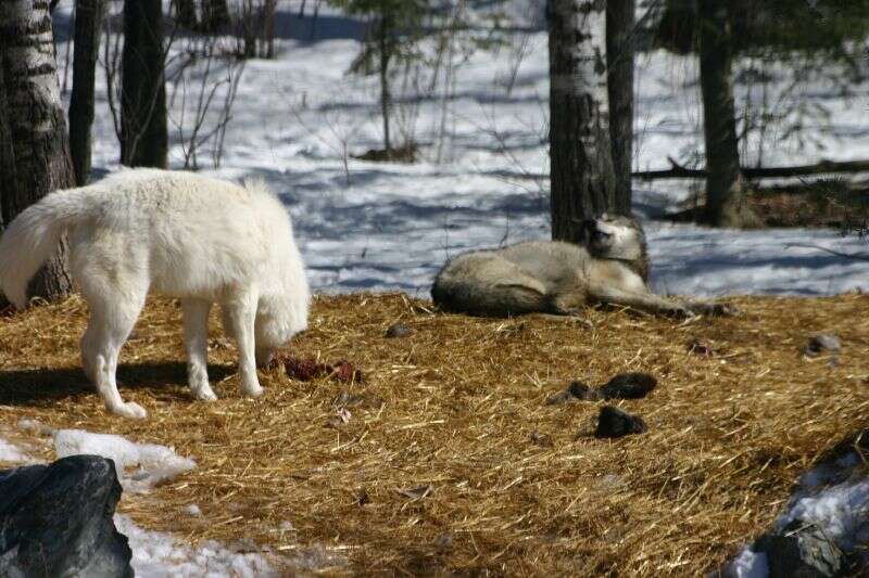 Image of gray wolf