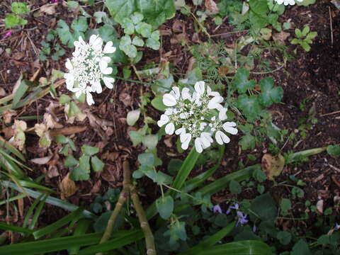 Orlaya grandiflora (L.) Hoffm. resmi