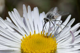 Image de Bombyliidae