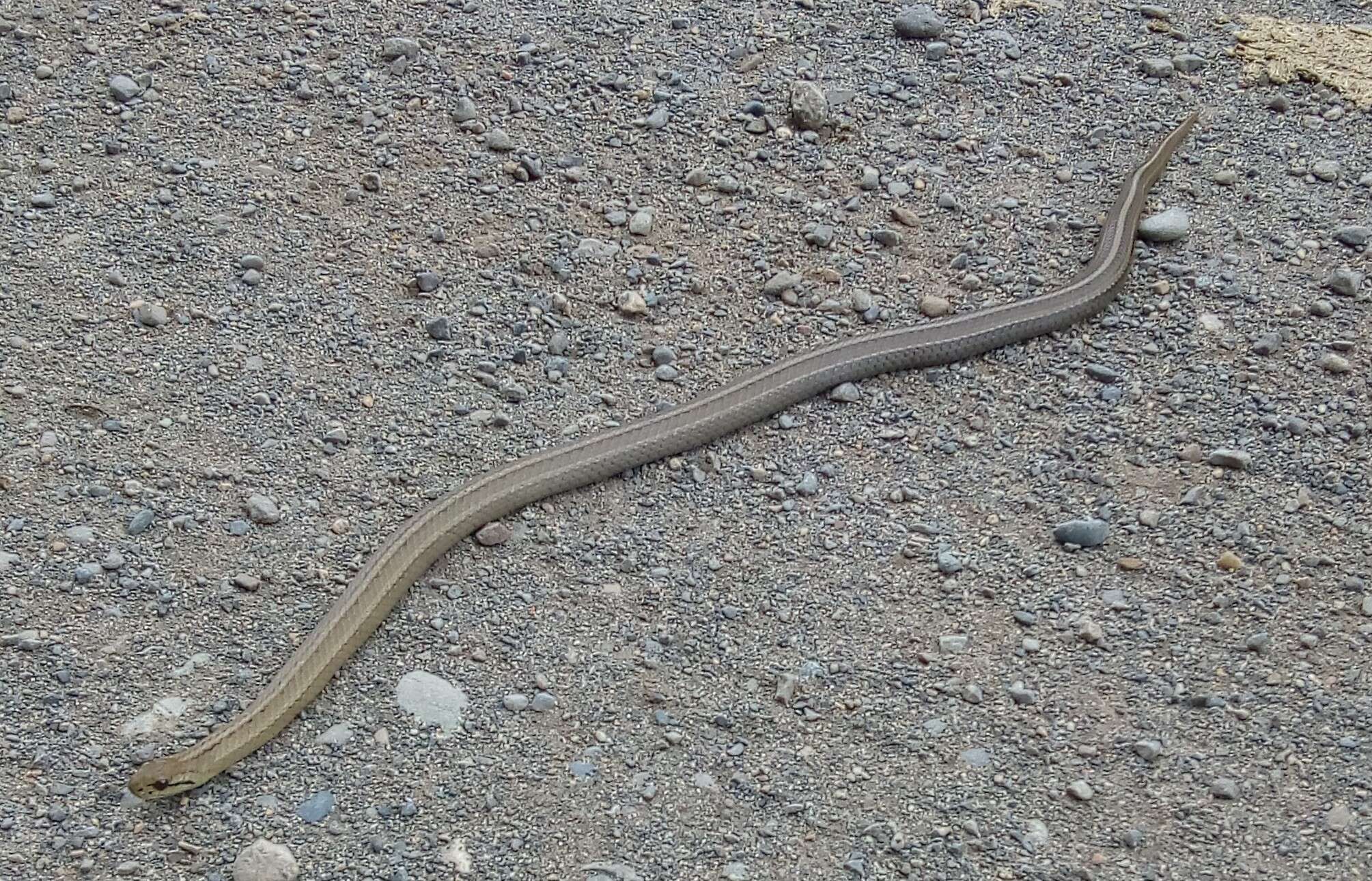 Image of Chilean Slender Snake