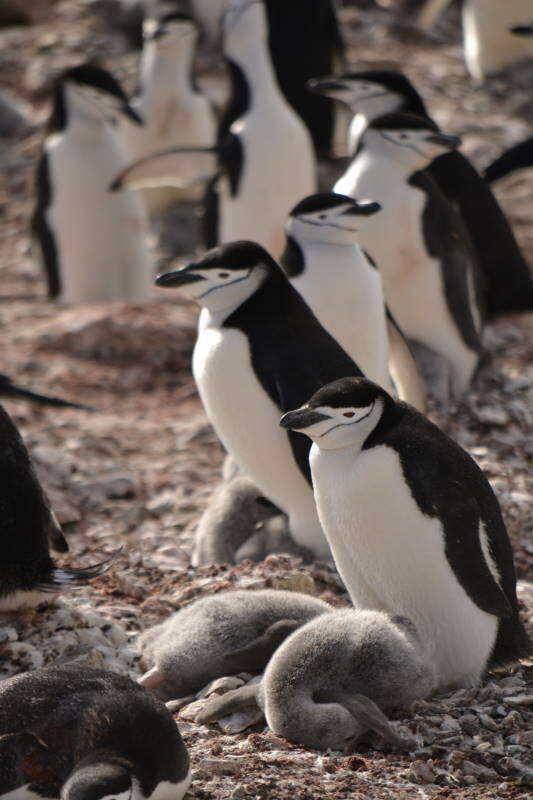 Image of Chinstrap Penguin