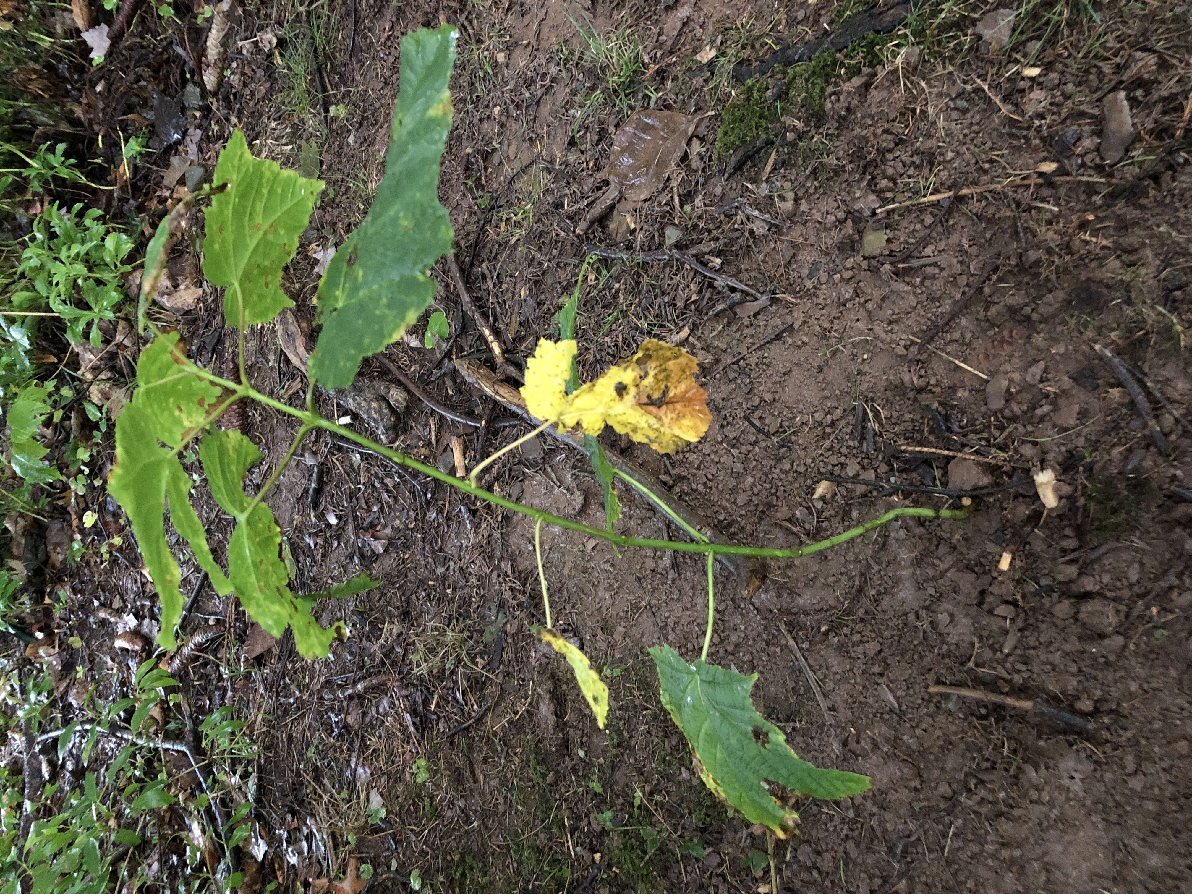 Image of Striped Maple