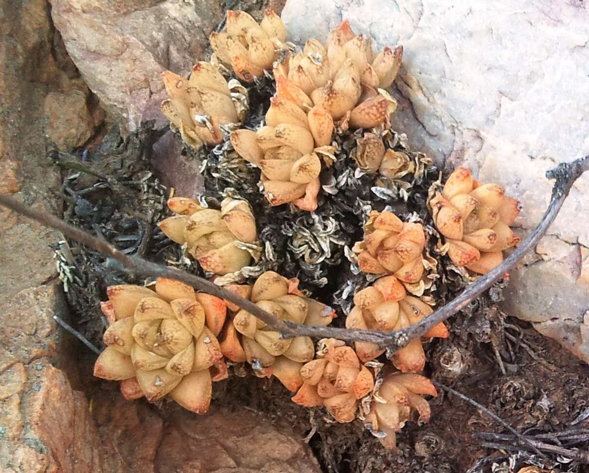 Слика од Haworthia reticulata (Haw.) Haw.