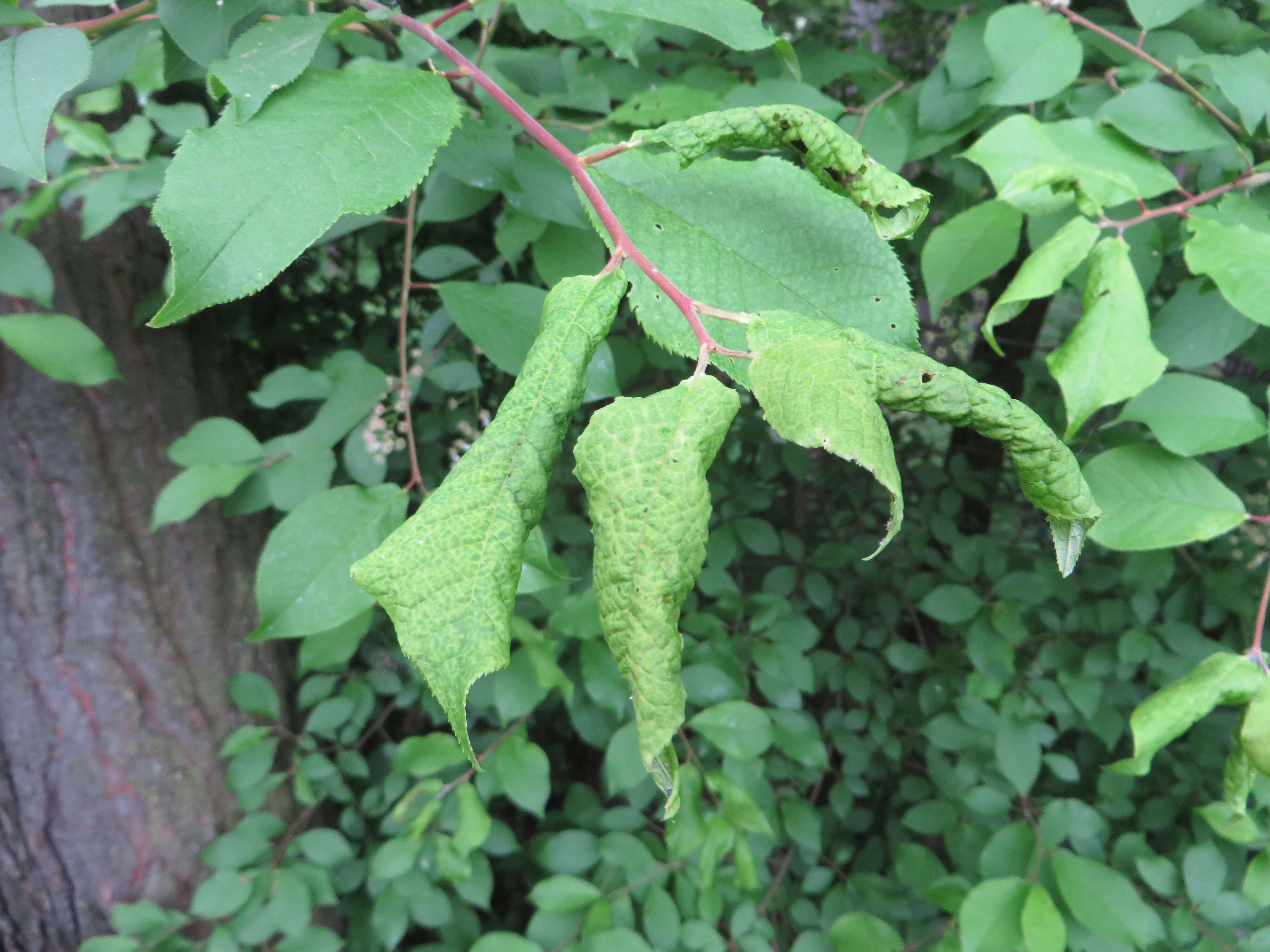 Слика од Brachycaudus (Prunaphis) cardui (Linnaeus 1758)