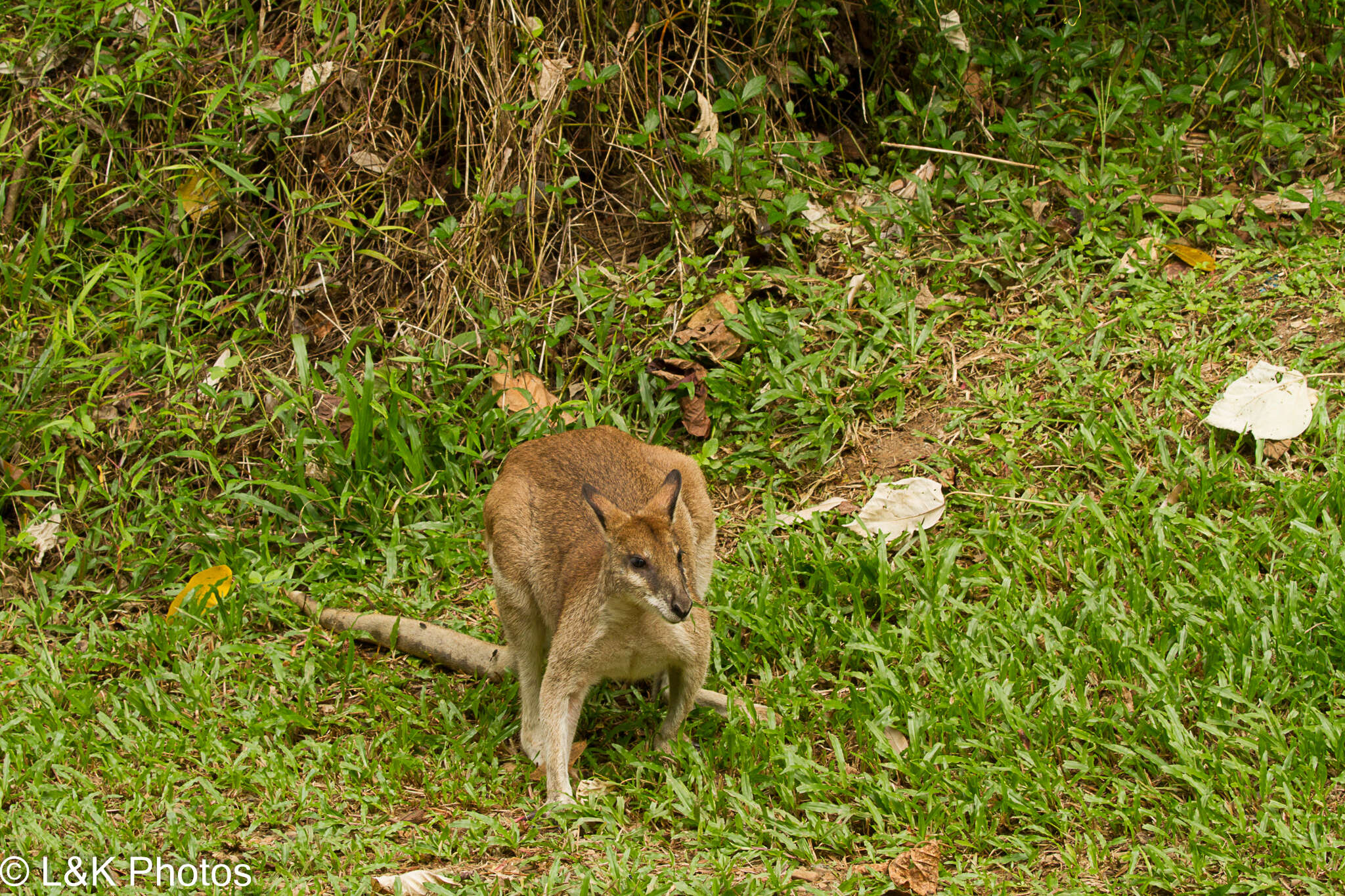 Image of Agile Wallaby