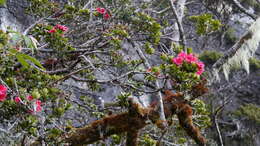 صورة Rhododendron rugosum Low ex Hook. fil.