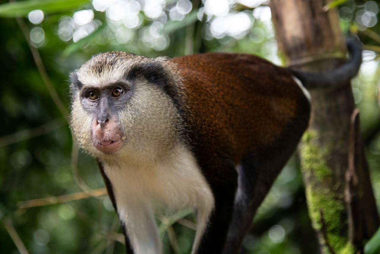 Слика од Cercopithecus mona (Schreber 1775)