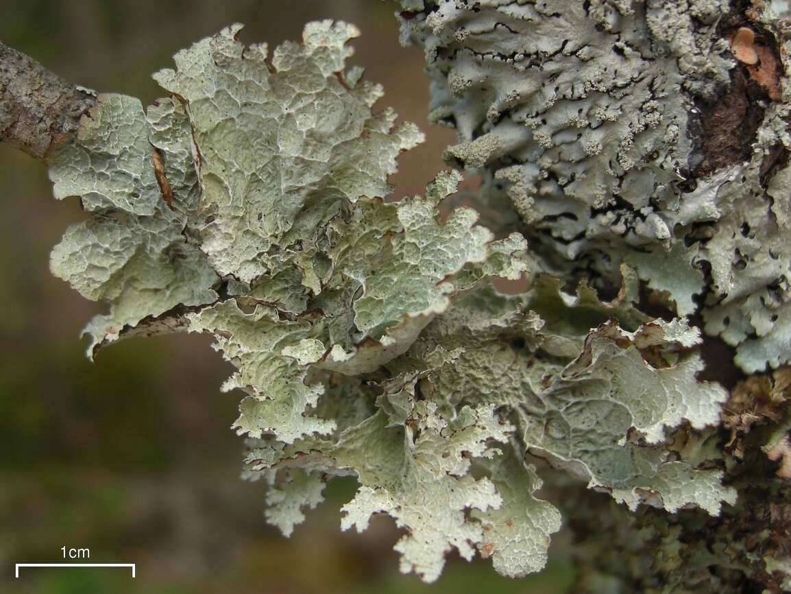 Image of Tuckerman's ragged lichen