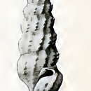 Sivun Conticosta petilinus (Hedley 1922) kuva