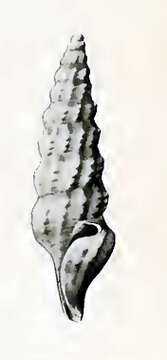 Sivun Conticosta petilinus (Hedley 1922) kuva