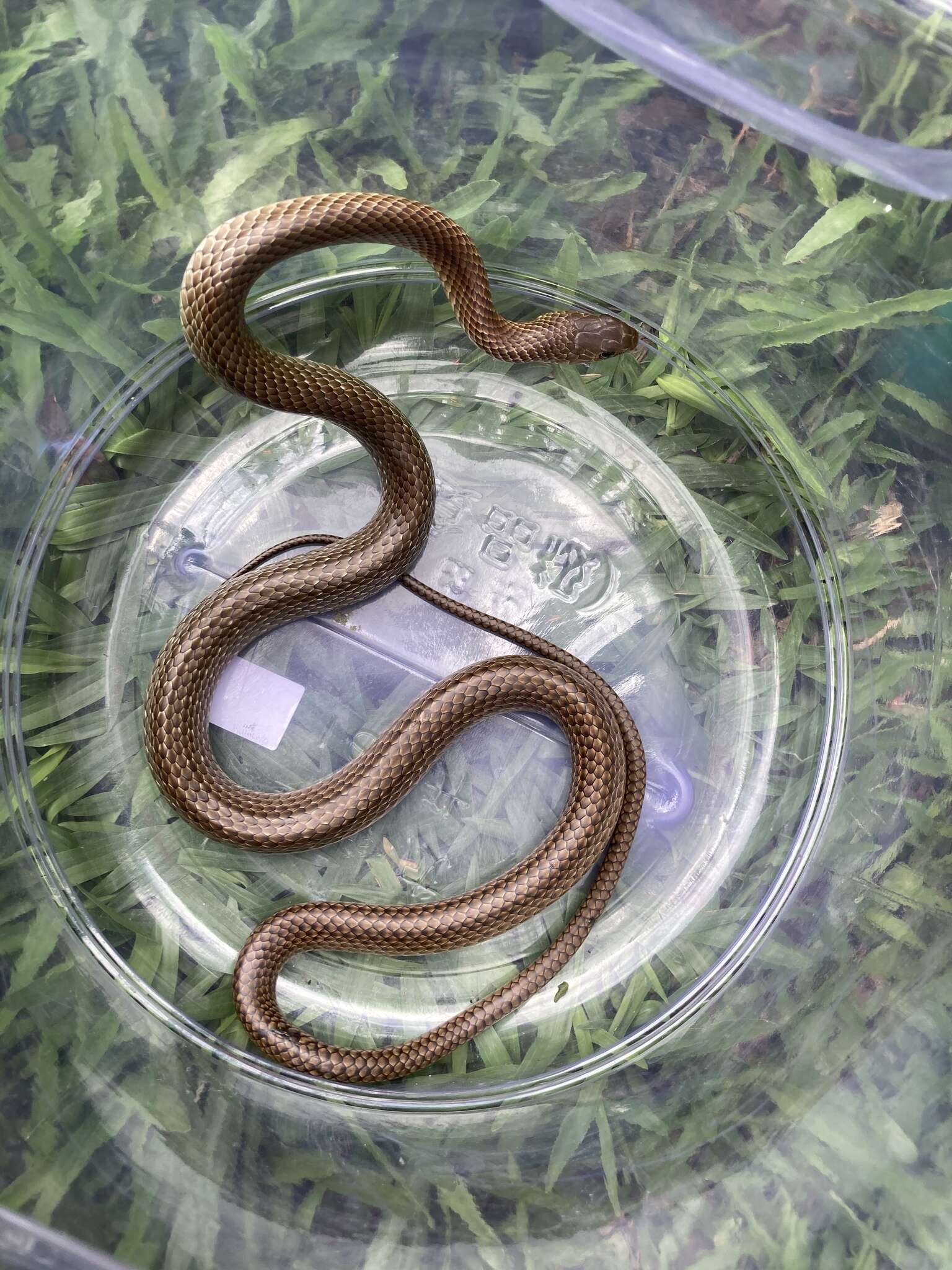 Image of Chinese Ratsnake