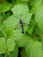 Image of Rhododendron Borer Moth