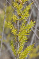 Imagem de Tamarix gallica L.