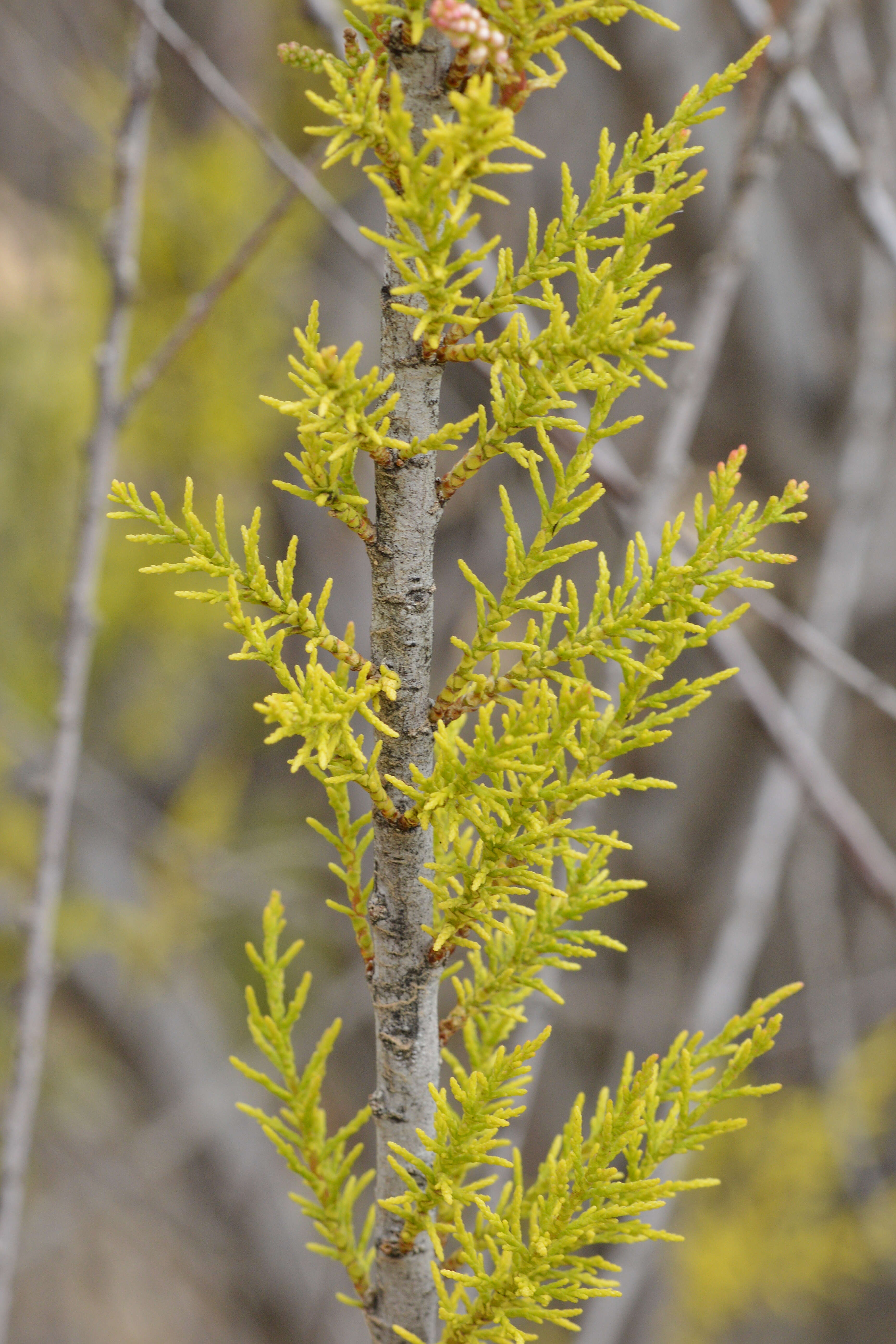 Imagem de Tamarix gallica L.