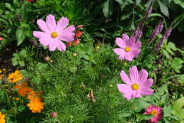 Image of garden cosmos