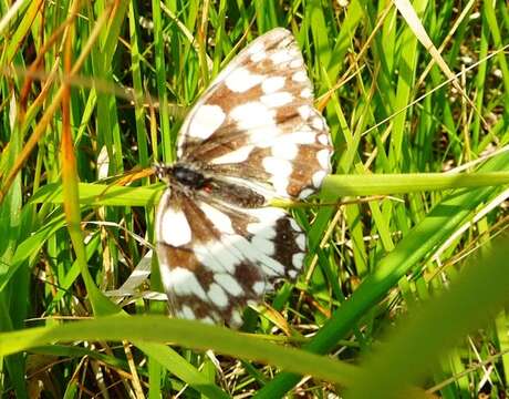 Image of marbled white