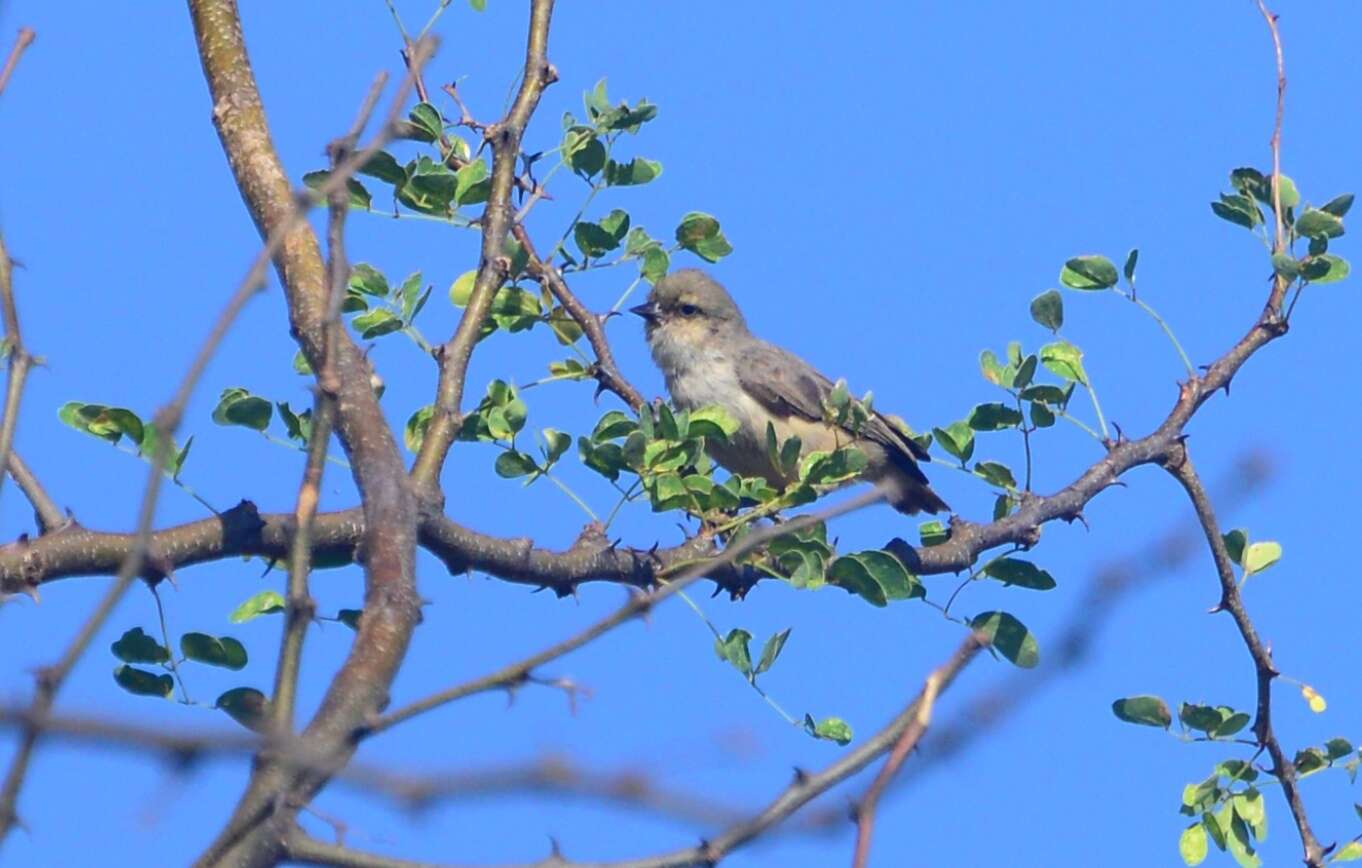 Image of Mouse-colored Penduline Tit
