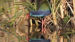 Image of African Swamphen