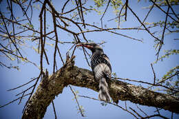 Image of African Grey Hornbill