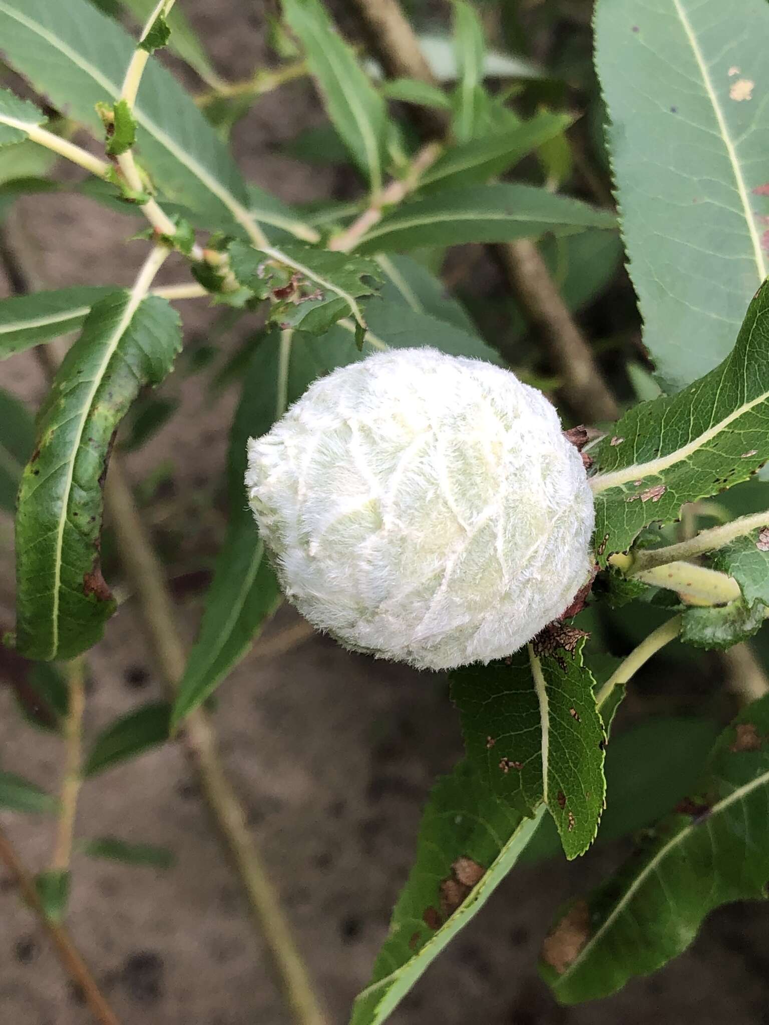 Image of Willow Pinecone Gall Midge