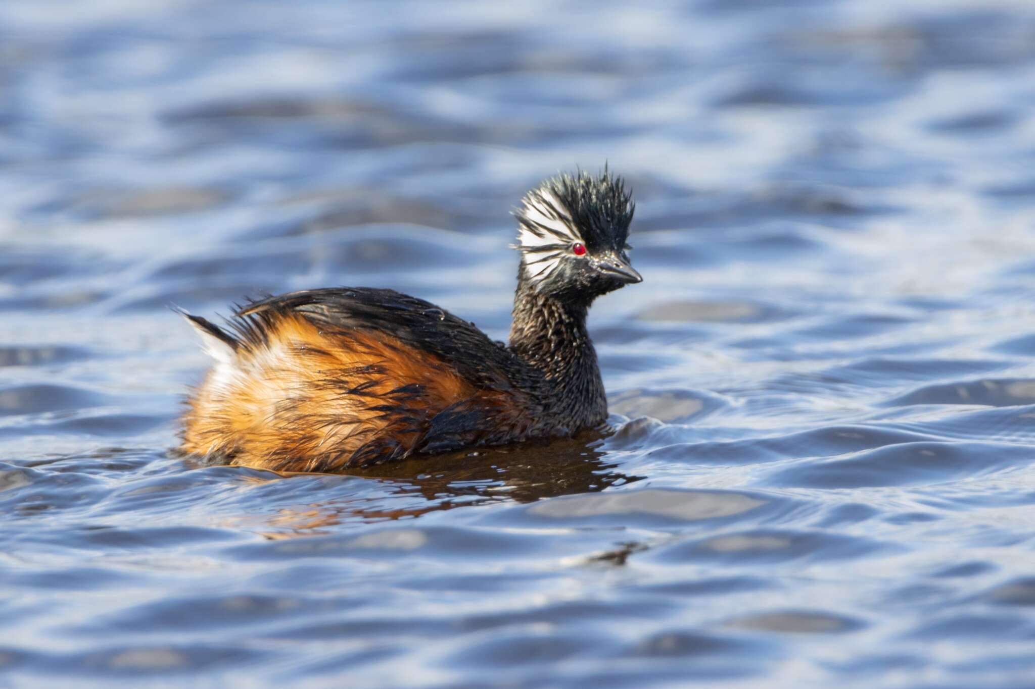 Image of White-tufted Grebe